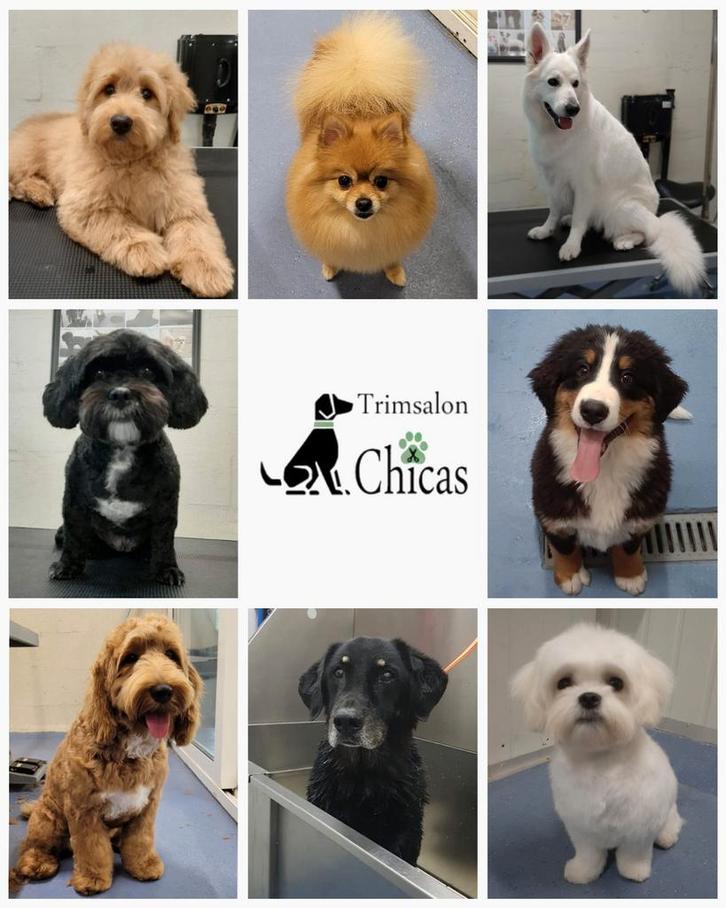 Trimsalon, Diensten en Vakmensen, Dieren | Honden | Verzorging, Oppas en Les, Trimmen of Verzorging