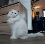 De aller liefste Mainecoon te koop, Dieren en Toebehoren, Katten en Kittens | Raskatten | Langhaar, Poes