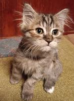 Kruising kittens Ragdoll Main Coon Noorse Boskat, Dieren en Toebehoren, Meerdere dieren