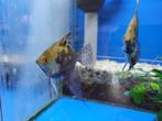 Aquariumvissen, maanvis / Pterophyllum scalare, Dieren en Toebehoren, Vissen | Aquariumvissen, Vis, Zoetwatervis, Schoolvis