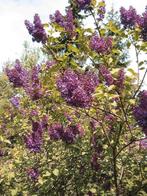 Struiken, fruitplanten en vijverplanten., Tuin en Terras, Ophalen, Volle zon, Vaste plant, Zomer