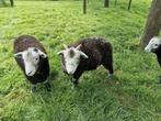 Herdwick rammen, Mannelijk, Schaap