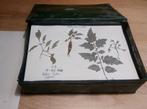 Uniek herbarium uit 1955, Ophalen of Verzenden