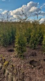 Thuja Brabant coniferen haag 80 tot 180cm groenblijvend, Ophalen, Conifeer, 100 tot 250 cm