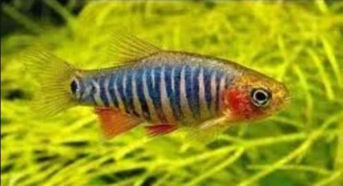 Emerald Rasbora – Microrasbora Erythromicron, Dieren en Toebehoren, Vissen | Aquariumvissen, Zoetwatervis, Vis