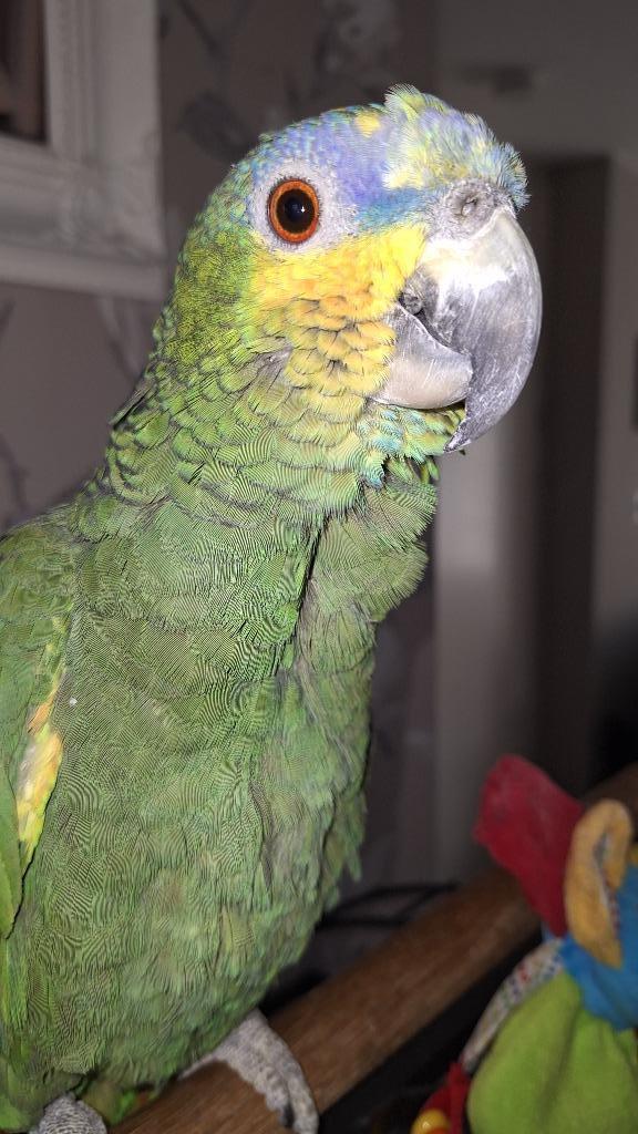 Venezuela papegaai, Dieren en Toebehoren, Vogels | Parkieten en Papegaaien, Papegaai, Mannelijk, Pratend, Tam, Geringd