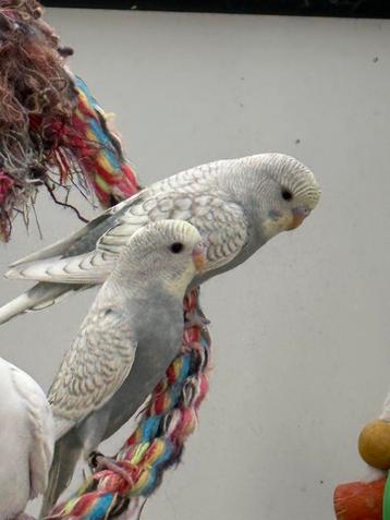 jonge grasparkieten beschikbaar voor biedingen