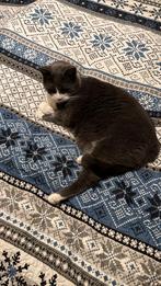 lieve kater, Dieren en Toebehoren, Kater, Gechipt, 3 tot 5 jaar