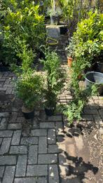 Coniferen hoog 70 cm  tuya plicata mooi gelijk 3,95  3/4 pm, Tuin en Terras, Planten | Struiken en Hagen, Ophalen, Conifeer, Haag