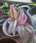 rose tradescantia-achtige, gemakkelijke kamerplant, nanouk, Ophalen, Overige soorten, Minder dan 100 cm