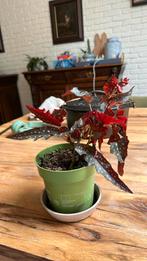 Stippenbegonia, Huis en Inrichting, Kamerplanten, Ophalen of Verzenden, Overige soorten, Minder dan 100 cm