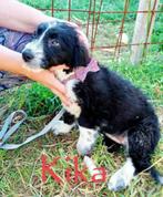 Help Pets Adoptie Puppy uit Bosnie, Particulier, Rabiës (hondsdolheid), 15 weken tot 1 jaar, Buitenland