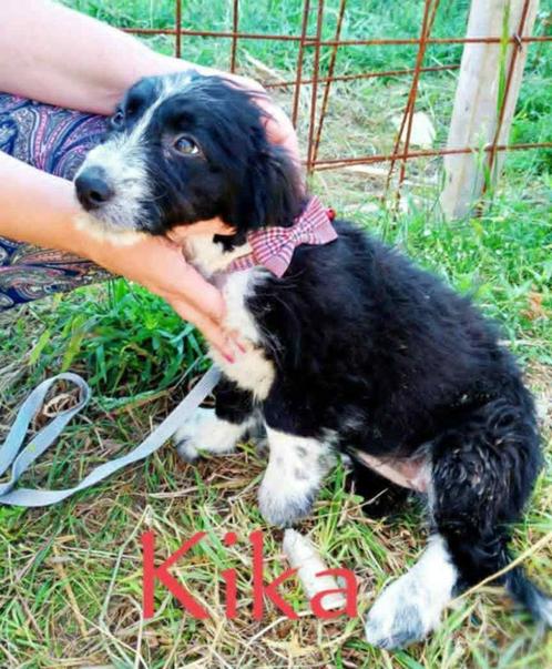 Help Pets Adoptie Puppy uit Bosnie, Dieren en Toebehoren, Honden | Niet-rashonden, Klein, Meerdere dieren, Particulier, Meerdere