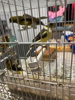 Zes kanaries, Dieren en Toebehoren, Vogels | Kanaries, Meerdere dieren, Kleurkanarie