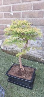  Japanse goudlariks Bonsai, Tuin en Terras, Planten | Bomen, Ophalen of Verzenden, Overige soorten, Minder dan 100 cm