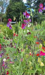 Lathyrus mix zaden, siererwtjes, Tuin en Terras, Ophalen of Verzenden, Volle zon