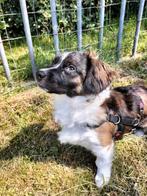 Kleine, pittige Alin ter adoptie!, Dieren en Toebehoren, Honden | Niet-rashonden, Particulier, Rabiës (hondsdolheid), Reu, 1 tot 2 jaar