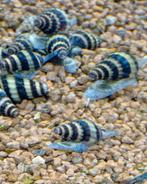 Anatome helena slakken ( slak etende slak), Dieren en Toebehoren, Slak of Weekdier