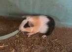 Cavia beertjes, Dieren en Toebehoren, Knaagdieren, November, Mannelijk, Cavia
