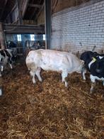 dekstier stier runderen, Dieren en Toebehoren, Mannelijk, 0 tot 2 jaar