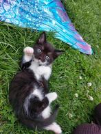 Kittens, Dieren en Toebehoren, Meerdere dieren, 0 tot 2 jaar
