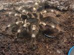 Hele collectie vogelspinnen met flinke korting!!!