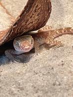 Stenodactylus sthenodactylus zandgekko nakweek, Hagedis, 0 tot 2 jaar