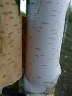Betula utilis Doorenbos Himalayaberk witte stam herfstkleur, Overige soorten, Volle zon, Vaste plant, Ophalen of Verzenden