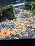 ACTIE 2 EURO P/S: L144 Algeneters, Dieren en Toebehoren, Vissen | Aquariumvissen, Vis, Zoetwatervis