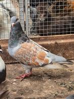5x Cauchois, Dieren en Toebehoren, Meerdere dieren, Overige soorten