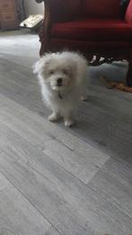 Maltezer puppy, Dieren en Toebehoren, Honden | Chihuahua's en Gezelschapshonden, Maltezer, 15 weken tot 1 jaar, Reu, Eén hond