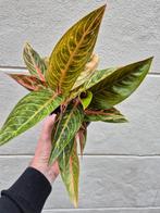 Aglaonema p12, Huis en Inrichting, Ophalen of Verzenden, Overige soorten, Minder dan 100 cm