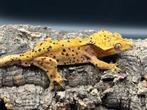Correlophus Ciliatus - Wimpergecko - Crested Gecko, Hagedis, 0 tot 2 jaar