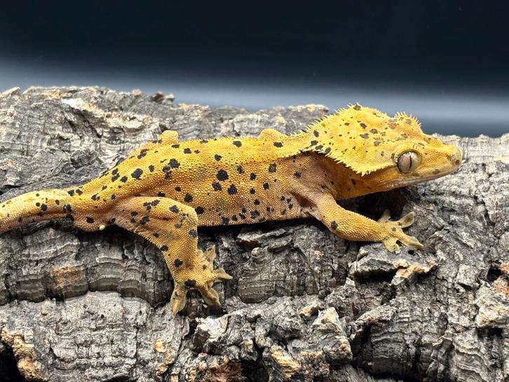 Correlophus Ciliatus - Wimpergecko - Crested Gecko