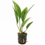 Anubias congensis aquariumplanten | Aquarium-garnalen, Dieren en Toebehoren, Vissen | Aquaria en Toebehoren, Ophalen of Verzenden
