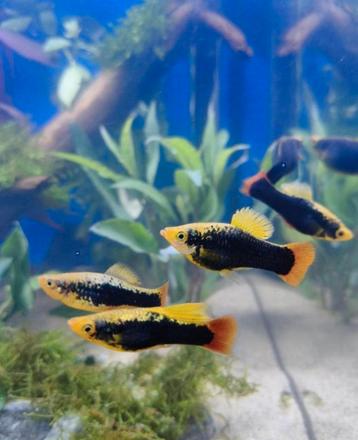 Hawaii Hifin platys 1,50 p/s beschikbaar voor biedingen