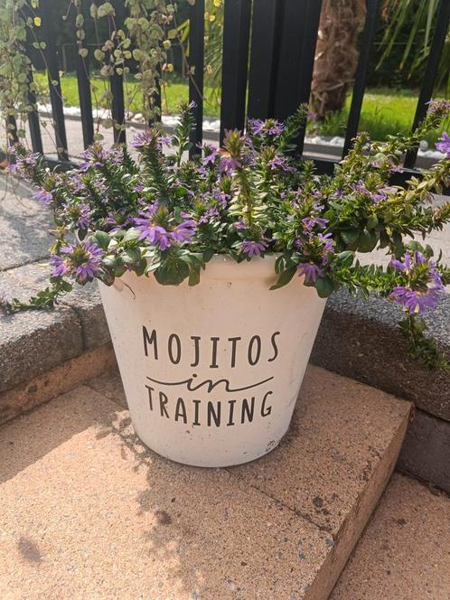 Paarse plantjes - Wegens verhuizing snel af te halen, Tuin en Terras, Planten | Tuinplanten, Overige soorten, Halfschaduw, Zomer