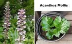 Acanthus Mollis Zachte stekelige Berenklauw vlinders bijen, Tuin en Terras, Volle zon, Vaste plant, Zomer, Ophalen