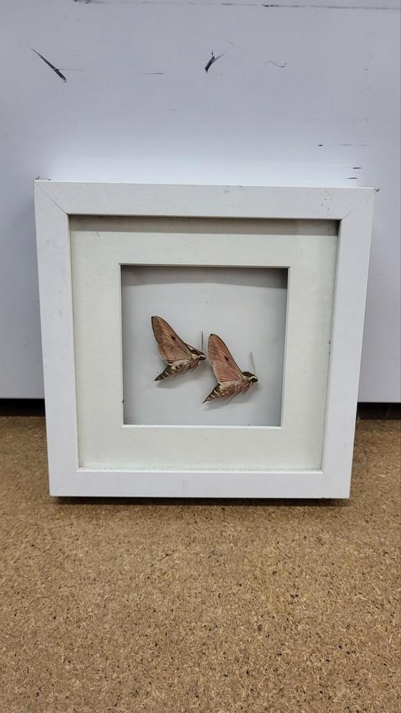 Avondroodpijlstaarten in lijst, Verzamelen, Dierenverzamelingen, Ophalen of Verzenden