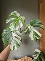 Monstera Albo kopstek, Ophalen, Halfschaduw, Minder dan 100 cm