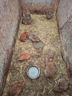 Konijnen te koop, Dieren en Toebehoren, Konijnen, Meerdere dieren