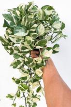 Epipremnum n’ joy stekjes, Ophalen of Verzenden, Overige soorten, Minder dan 100 cm