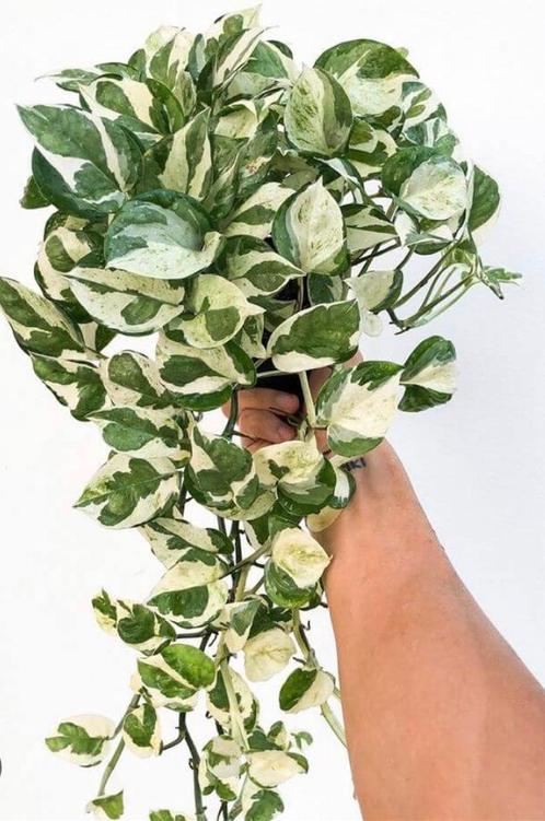 Epipremnum n’ joy stekjes, Huis en Inrichting, Kamerplanten, Overige soorten, Minder dan 100 cm, Ophalen of Verzenden