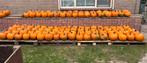 Halloween pompoenen tekoop, Tuin en Terras, Ophalen of Verzenden