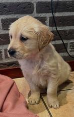 Golden retriever pups, Golden retriever, 8 tot 15 weken, Parvo, Meerdere