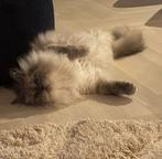 Gecastreerde neva masquerade kater, Dieren en Toebehoren, Katten en Kittens | Raskatten | Langhaar, Kater