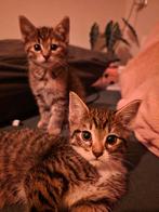 Kittens uit het nestje, Dieren en Toebehoren, Katten en Kittens | Overige Katten, Poes