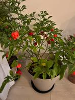 Verse Carolina Reaper Chilipeper - €1,00 p/s - Extreem Heet!, Volle zon, Eenjarig, Ophalen of Verzenden, Zomer