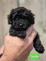 TOYPOEDEL PUPPY'S  ZE KUNNEN NU HET NEST VERLATEN, Dieren en Toebehoren, Honden | Chihuahua's en Gezelschapshonden, Poedel, 8 tot 15 weken