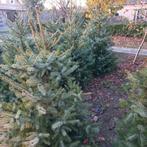 Kerstbomen, Diversen, Kerst, Ophalen